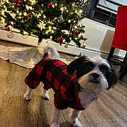Lucy is registered to the contest to win money with this photo: dog, pet, pajamas, red_and_black_plaid, christmas_tree, holiday, ornaments, lights, indoor, wood_floor, festive, decorations, small_dog, cute, fur, tail, alert, black_and_white, cozy, christmas