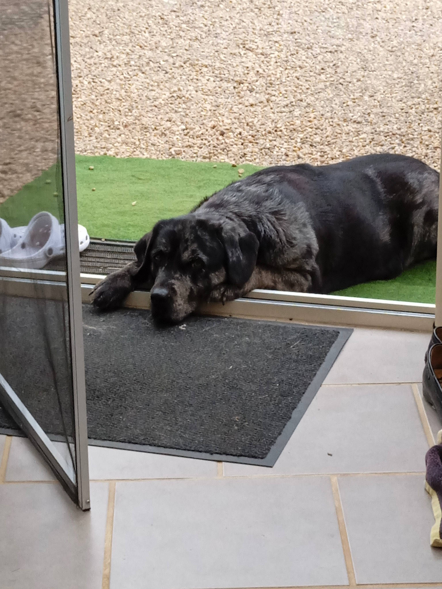 Norman Et Laïka a rejoint le concours — aidez-le/la à gagner de superbes lots ! bag, carnivore, companion_dog, dog, dog_breed, flooring, fur, grass, gun_dog, luggage_and_bags, rectangle, shade, sporting_group, tail, tints_and_shades, working_animal