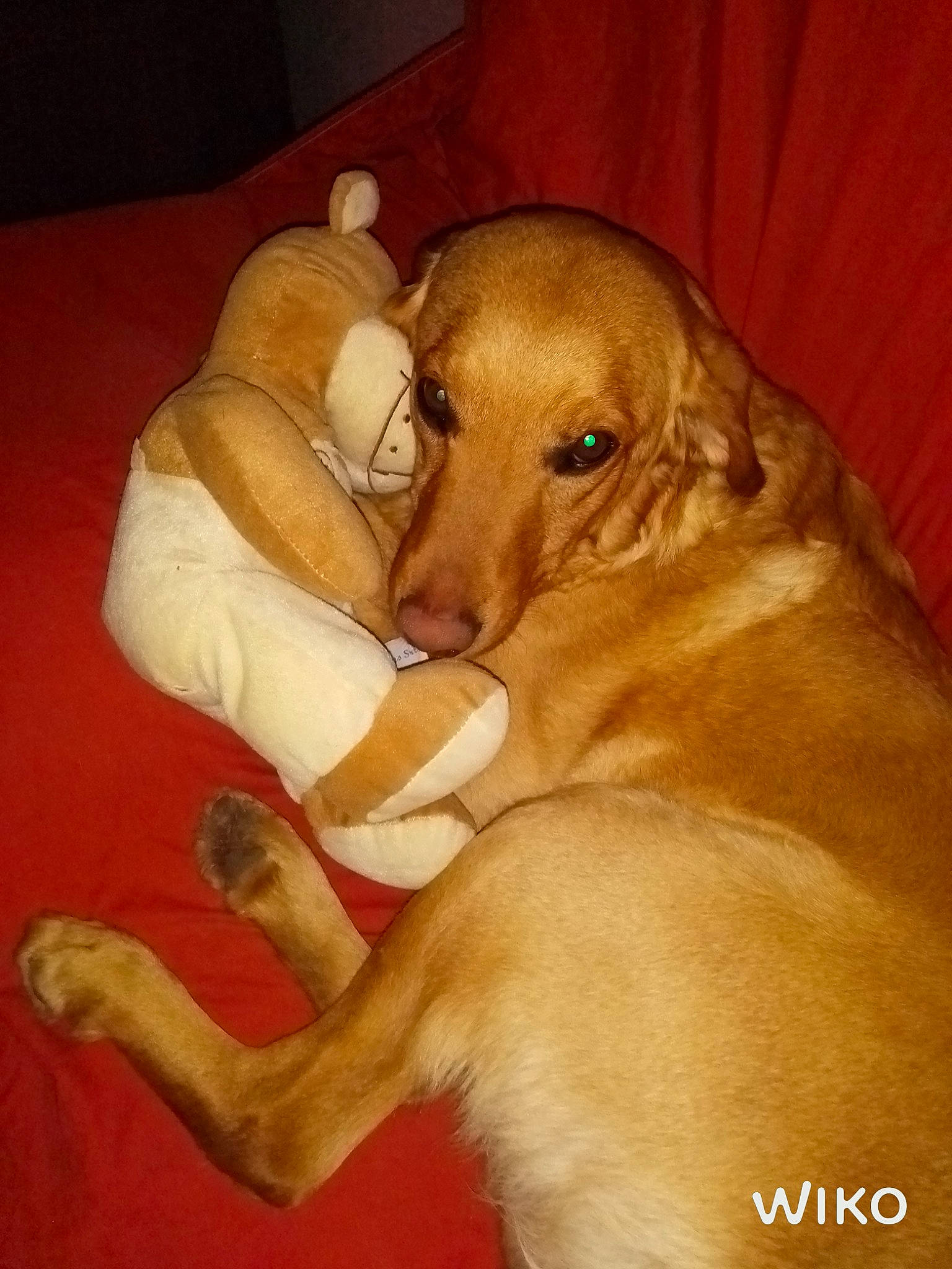 Norman Et Laïka participe au concours pour gagner de l'argent avec cette photo : canidae, carnivore, comfort, companion_dog, dog, dog_breed, ear, fawn, fur, guard_dog, gun_dog, hardwood, hound, liver, paw, snout, sporting_group, tail, wood, working_animal