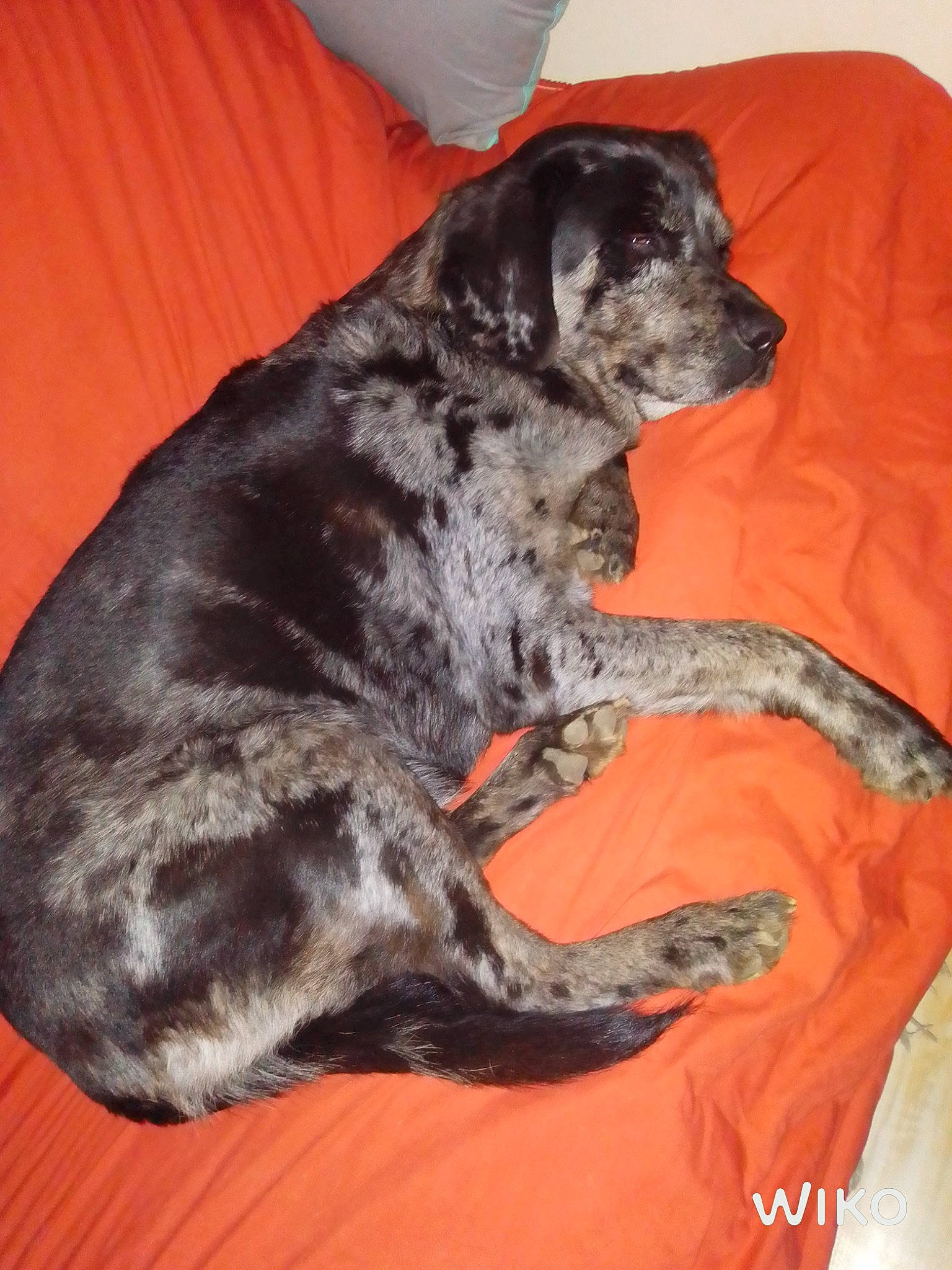 Norman Et Laïka a rejoint le concours — aidez-le/la à gagner de superbes lots ! borador, canidae, carnivore, collar, comfort, companion_dog, dog, dog_breed, dog_collar, dog_supply, fawn, fur, guard_dog, gun_dog, liver, sporting_group, tail, whiskers, working_animal, working_dog