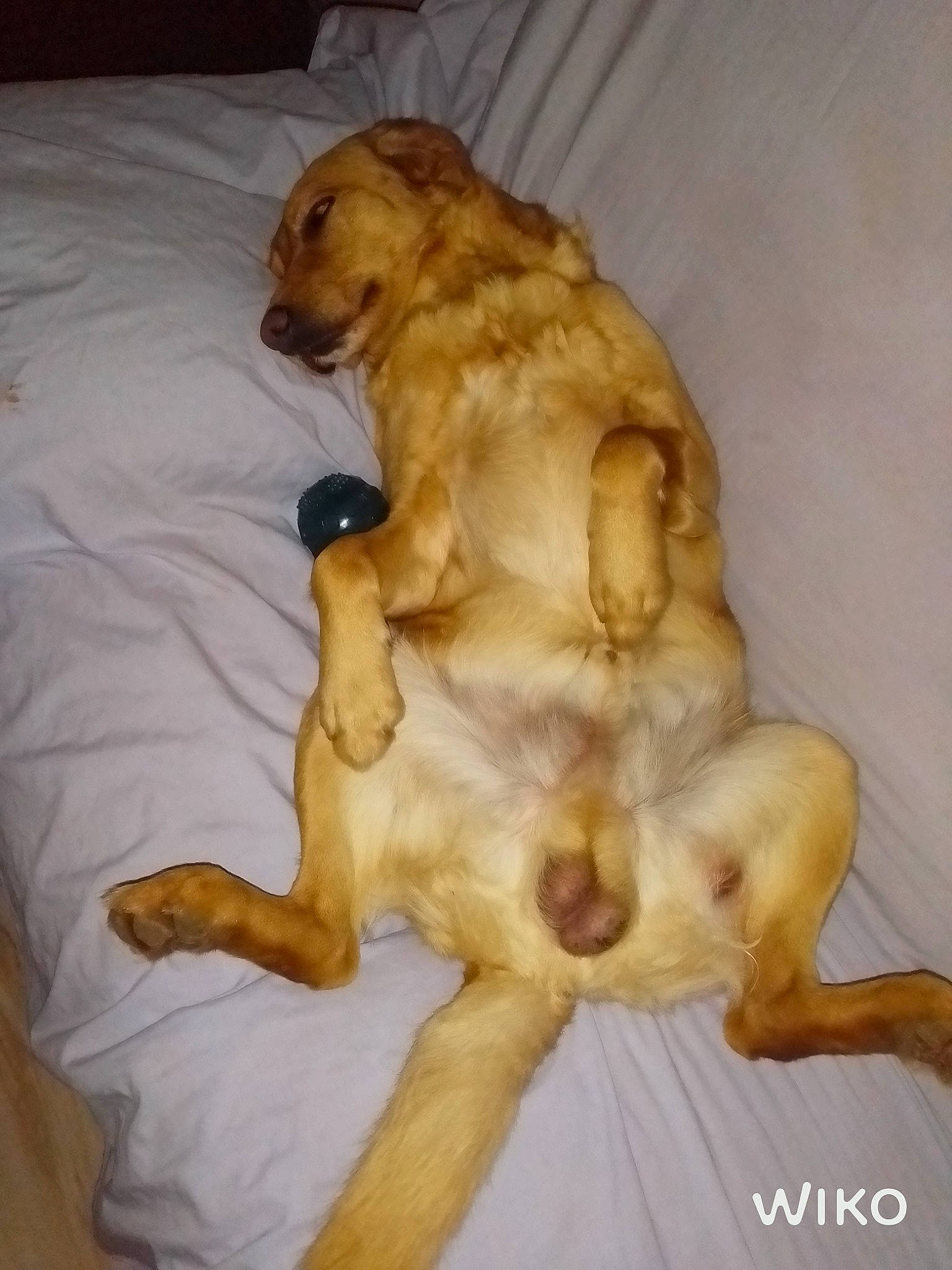 Norman Et Laïka a rejoint le concours — aidez-le/la à gagner de superbes lots ! art, canidae, carnivore, comfort, companion_dog, dog, dog_breed, dog_supply, fawn, fur, liver, paw, pet_supply, snout, sporting_group, tail, toy_dog, whiskers, wood, working_animal