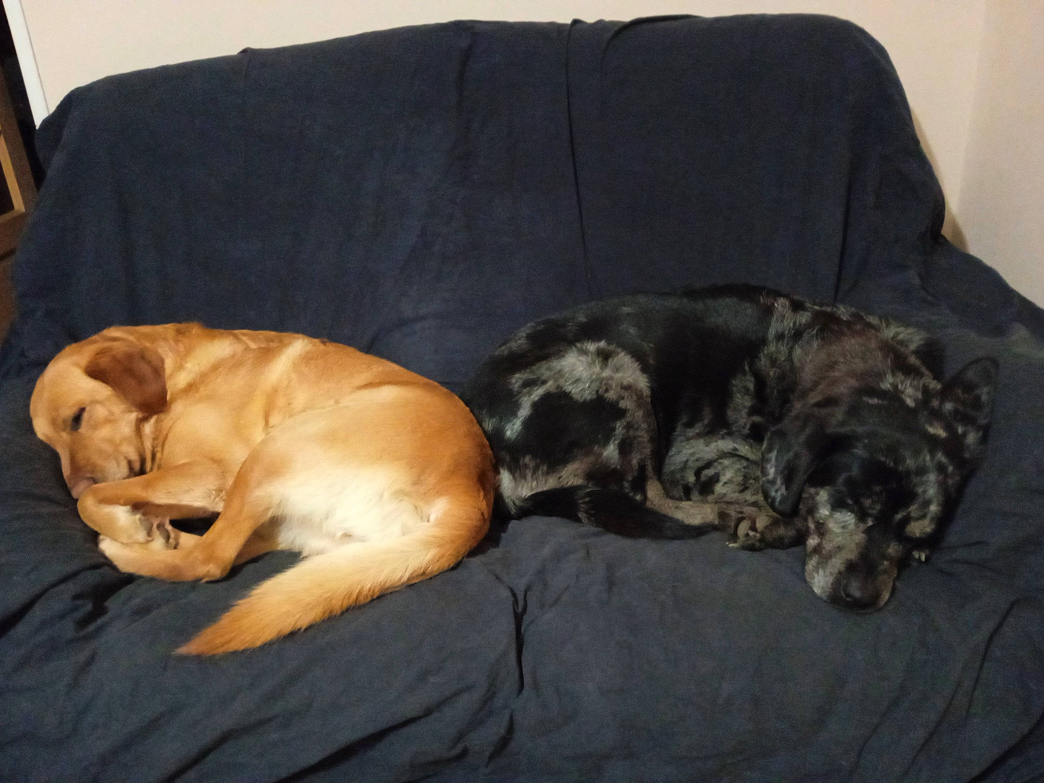 Norman Et Laïka participe au concours pour gagner de l'argent avec cette photo : canidae, carnivore, comfort, companion_dog, couch, dog, dog_breed, fawn, felidae, fur, hardwood, liver, nap, small_to_medium_sized_cats, snout, sporting_group, tail, terrestrial_animal, whiskers, working_animal