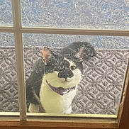 Max joined the competition — help win amazing prizes! animal, black_and_white, carpet, cat, collar, curious, ears, eyes, feline, glass, indoors, outdoor_view, pet, portrait, purple_collar, sitting, tuxedo_cat, whiskers, window, wood_frame