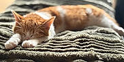 Zumba a rejoint le concours — aidez-le/la à gagner de superbes lots ! animal, blanket, cat, closeup, cozy, cute, fur, ginger_cat, indoors, nap, paws, peaceful, pet, relaxation, resting, sleeping, soft_light, texture, whiskers, white_cat