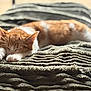 Zumba a rejoint le concours — aidez-le/la à gagner de superbes lots ! cat, sleeping, ginger_cat, white_cat, pet, animal, cozy, blanket, texture, soft_light, indoors, relaxation, fur, whiskers, paws, resting, cute, nap, peaceful, closeup