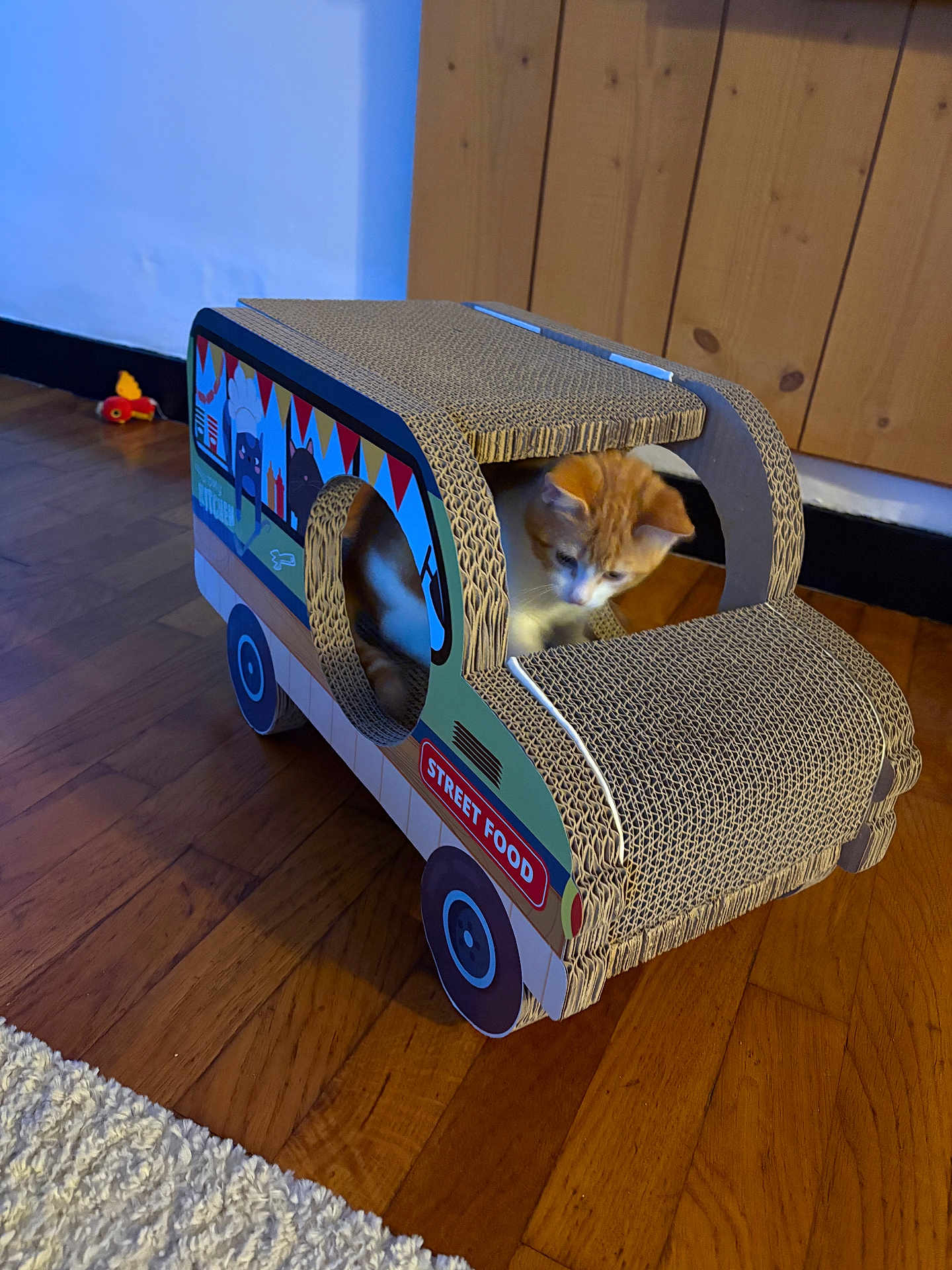 Zumba participe au concours pour gagner de l'argent avec cette photo : cat, cardboard, toy, playhouse, street_food, wooden_floor, orange_cat, white_cat, indoor, pet, curious, floor, rug, toy_fish, cozy, home, cardboard_box, animal, feline, play