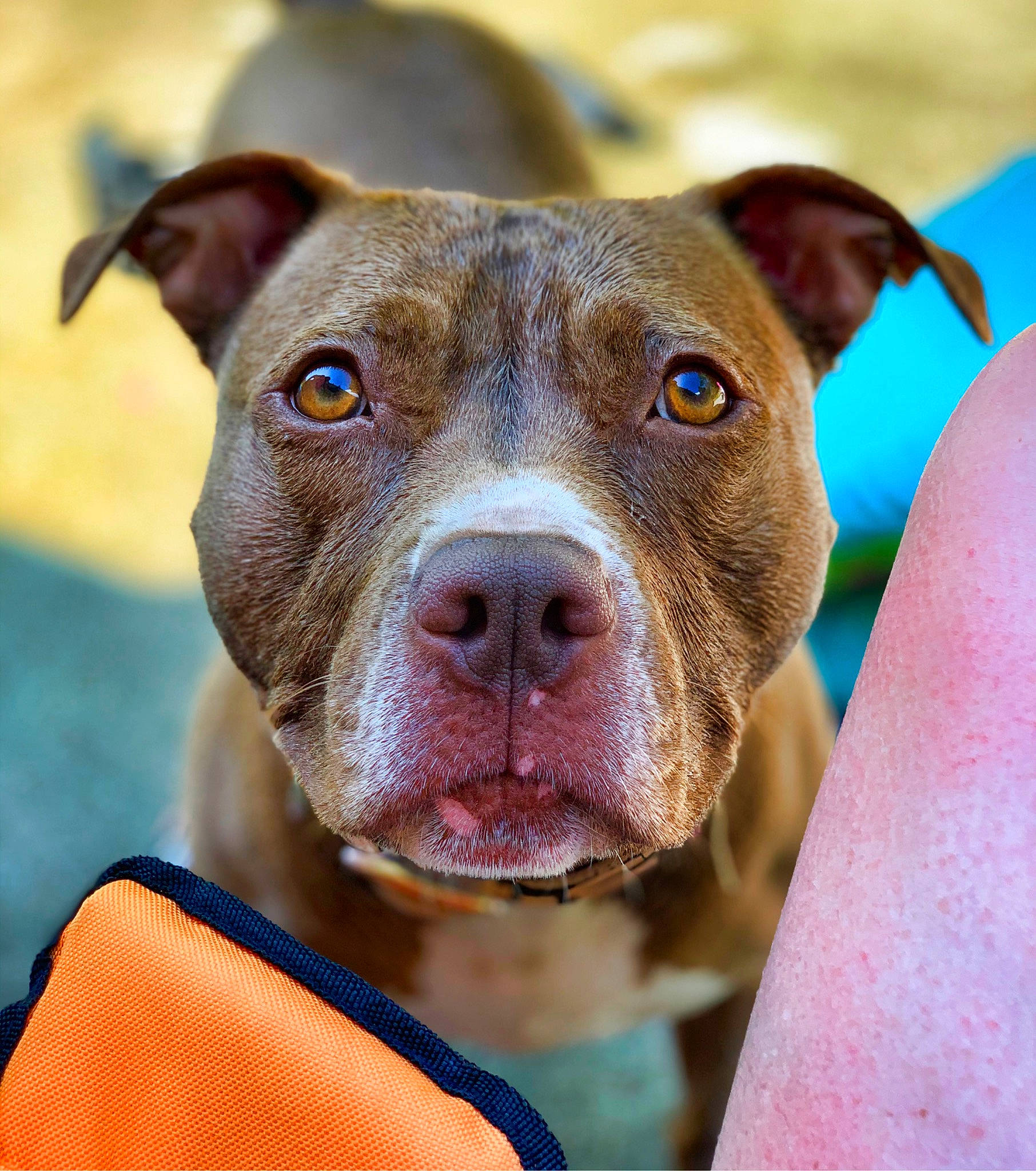 Lenox is registered to the contest to win money with this photo: adventure, american_pit_bull_terrier, american_staffordshire_terrier, canidae, carnivore, dog, dog_breed, ear, fawn, mammal, non_sporting_group, nose, pit_bull, rare_breed_dog, snout, sporting_group, staffordshire_bull_terrier, vertebrate, whiskers