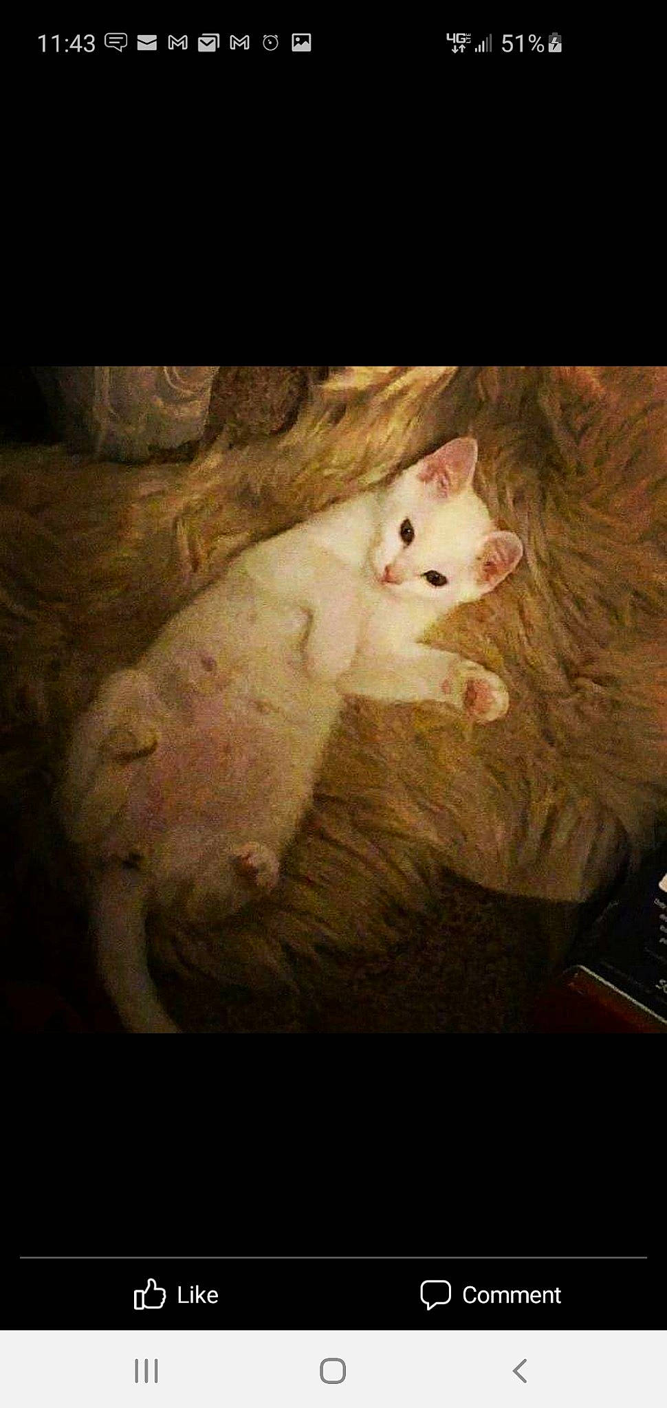 Ava joined the competition — help win amazing prizes! carnivore, cat, cloud, comfort, darkness, domestic_short_haired_cat, fawn, felidae, fur, paw, room, sitting, small_to_medium_sized_cats, snout, square, tail, tints_and_shades, visual_arts, whiskers, wood