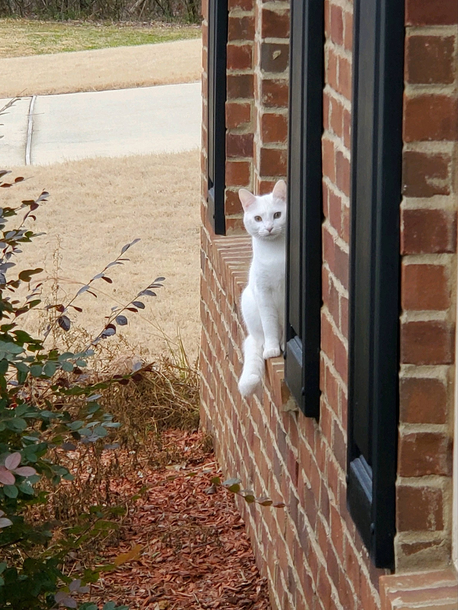 Ava joined the competition — help win amazing prizes! brick, brickwork, carnivore, cat, domestic_short_haired_cat, fawn, felidae, fur, grass, line, plant, road_surface, sidewalk, small_to_medium_sized_cats, tail, vertebrate, wall, whiskers, window, wood