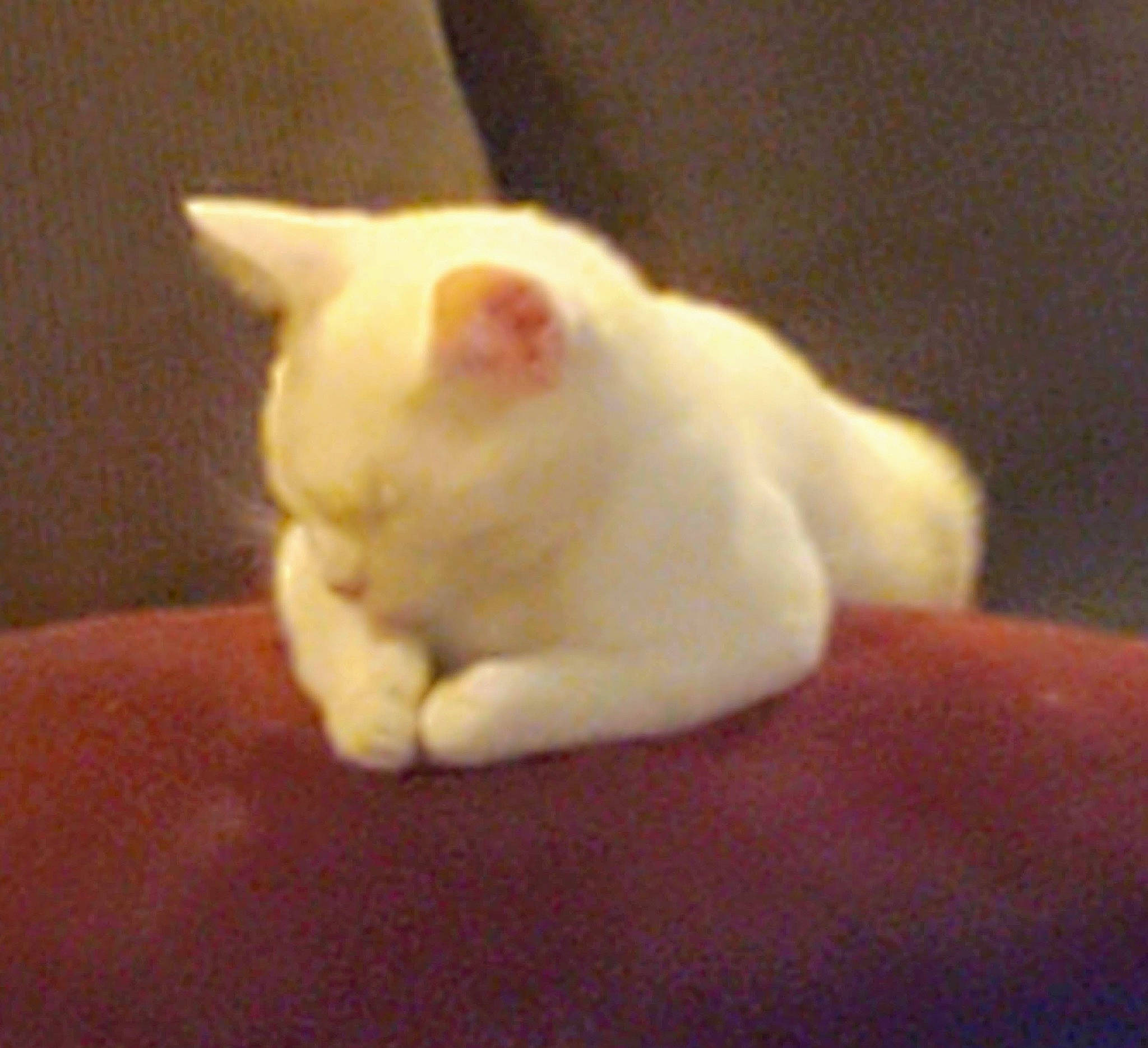 Ava joined the competition — help win amazing prizes! canidae, carnivore, cat, claw, domestic_short_haired_cat, ear, fawn, felidae, foot, fur, paw, small_to_medium_sized_cats, snout, tail, terrestrial_animal, whiskers