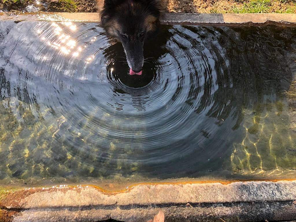 Rana a rejoint le concours — aidez-le/la à gagner de superbes lots ! canidae, carnivore, companion_dog, dog, dog_breed, fountain, garden, grass, leisure, liquid, plant, road_surface, snout, sporting_group, tail, terrestrial_animal, water, water_feature, watercourse, wood