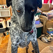 Pepper joined the competition — help win amazing prizes! dog, pet, indoor, living_room, curious, close_up, brown_eyes, black_and_white, speckled_fur, canine, floor, furniture, curtains, collar, household, messy, container, plastic_bin, couch, air_conditioner