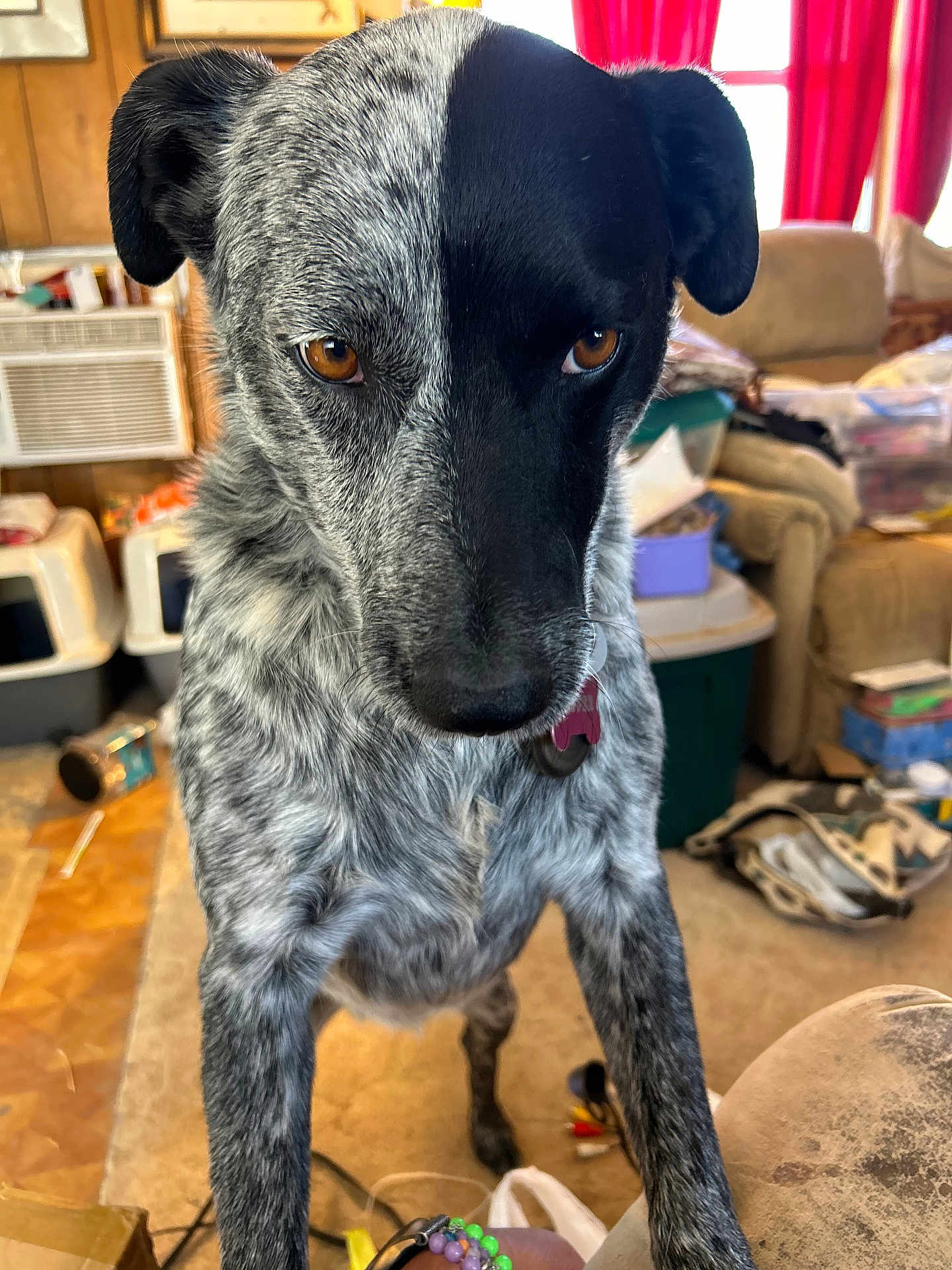 Pepper joined the competition — help win amazing prizes! dog, pet, indoor, living_room, curious, close_up, brown_eyes, black_and_white, speckled_fur, canine, floor, furniture, curtains, collar, household, messy, container, plastic_bin, couch, air_conditioner