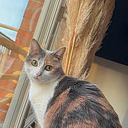 Biscotte participe au concours pour gagner de l'argent avec cette photo : brick_wall, calico_cat, cat, cozy, curious, decorative_grass, fur, glass, green_eyes, home_interior, indoor, looking_at_camera, pampas_grass, pet, portrait, reflection, sitting, sunlight, whiskers, window