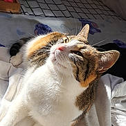 Nala participe au concours pour gagner de l'argent avec cette photo : cat, tabby, sunlight, relaxing, pet, indoor, blanket, bed, cozy, fur, whiskers, cute, domestic_animal, resting, calm, soft_toys, striped, nap, comfortable, feline