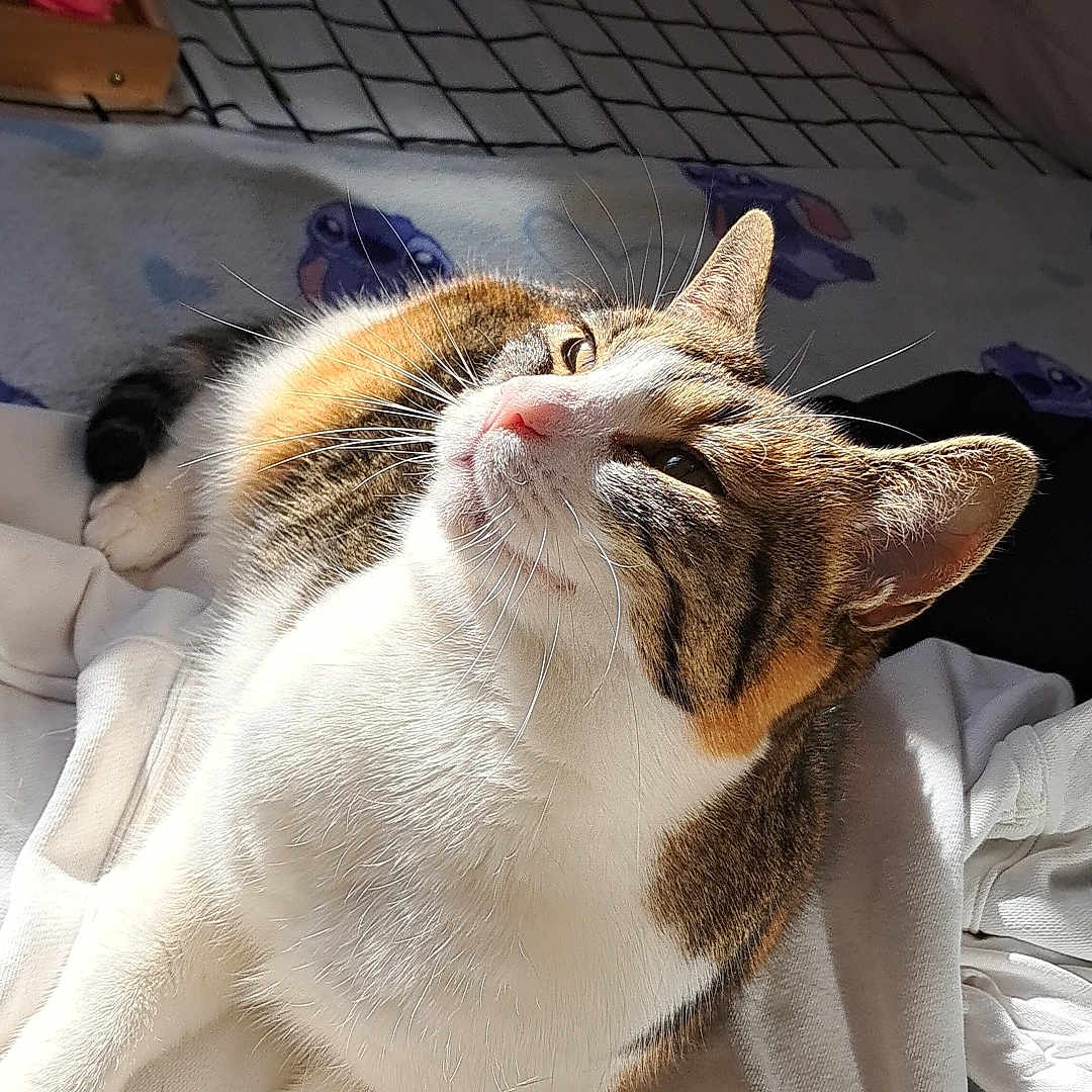 Nala participe au concours pour gagner de l'argent avec cette photo : bed, blanket, calm, cat, comfortable, cozy, cute, domestic_animal, feline, fur, indoor, nap, pet, relaxing, resting, soft_toys, striped, sunlight, tabby, whiskers