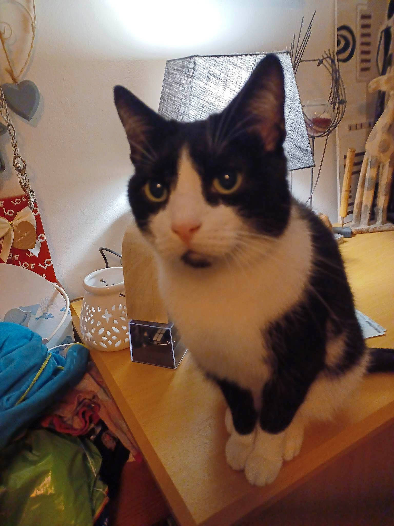 Natsu Panda participe au concours pour gagner de l'argent avec cette photo : box, cardboard, carnivore, cat, comfort, desk, domestic_short_haired_cat, drawer, electronic_device, felidae, fur, hardwood, packaging_and_labeling, paw, peripheral, small_to_medium_sized_cats, table, tail, whiskers, wood