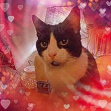 Natsu Panda participe au concours pour gagner de l'argent avec cette photo : carnivore, cat, domestic_short_haired_cat, fawn, felidae, fur, happy, magenta, photo_caption, plant, sky, small_to_medium_sized_cats, snout, square, tail, tree, whiskers, window