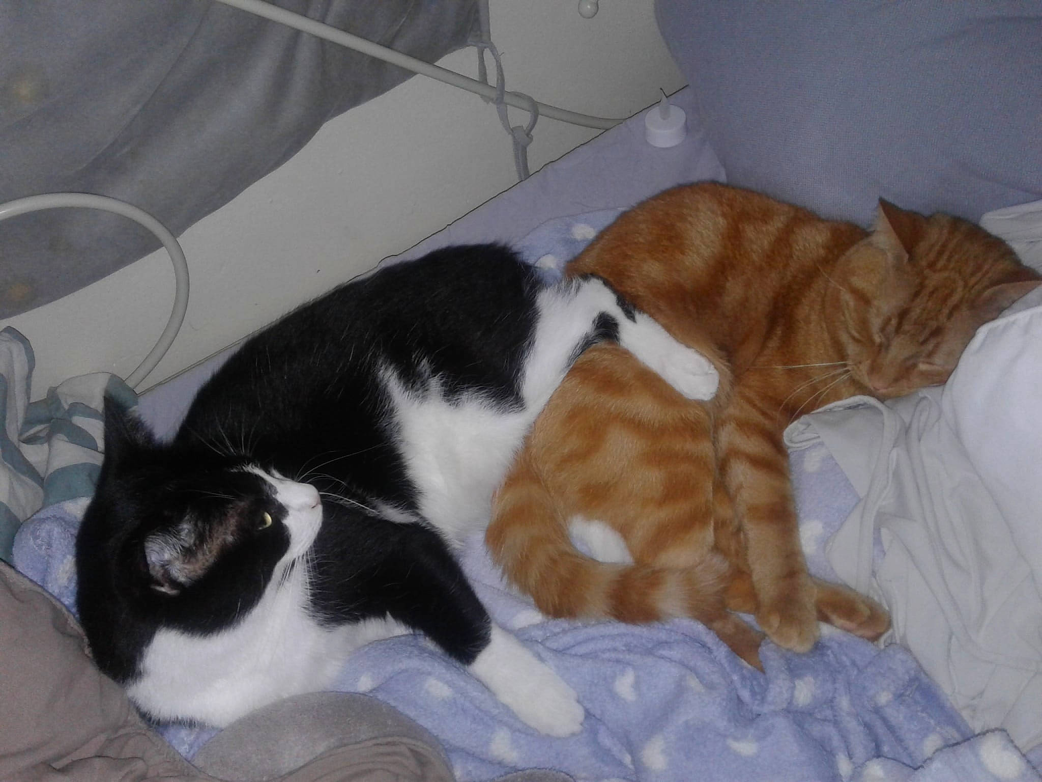 Natsu Panda participe au concours pour gagner de l'argent avec cette photo : bed, carnivore, cat, cat_bed, cat_supply, claw, comfort, domestic_short_haired_cat, fawn, felidae, fur, lap, linens, nap, paw, pet_supply, small_to_medium_sized_cats, snout, tail, whiskers