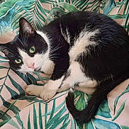 Natsu Panda participe au concours pour gagner de l'argent avec cette photo : animal, black_and_white, blanket, cat, comfort, cozy, cute, domestic_cat, fur, green_eyes, indoor, leaf_pattern, lying_down, pet, relaxed, resting, soft, tail, tropical, whiskers