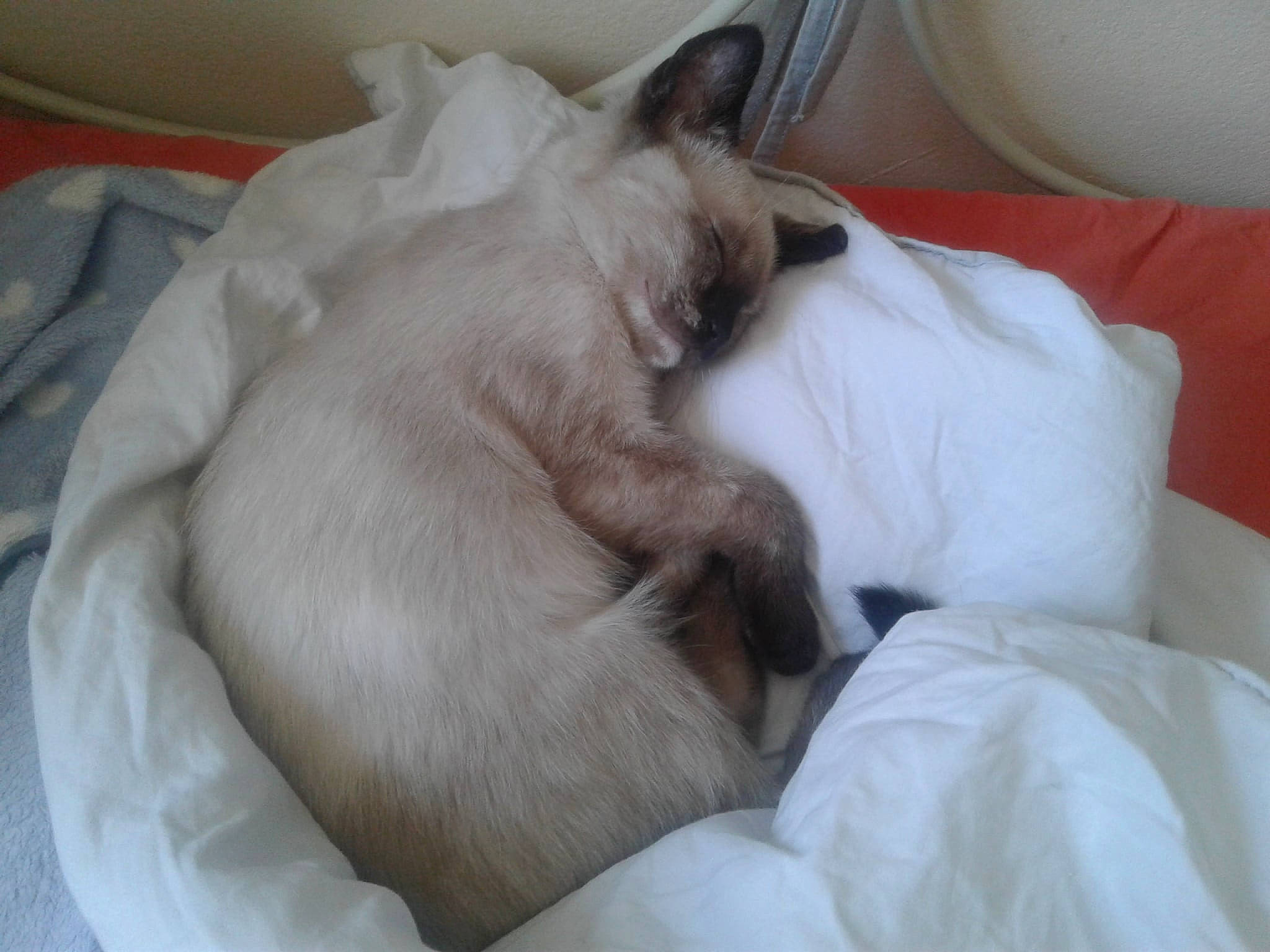 Yuka participe au concours pour gagner de l'argent avec cette photo : canidae, carnivore, comfort, companion_dog, dog, dog_breed, fawn, felidae, fur, linens, nap, paw, sleep, small_to_medium_sized_cats, snout, sporting_group, tail, thai, whiskers, working_animal