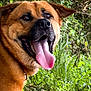 dog, brown_dog, tongue_out, happy_dog, outdoor, greenery, grass, trees, nature, canine, pet, close_up, animal, fur, collar, snout, ears, playful, summer, daylight