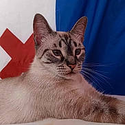 Snow-White is registered to the contest to win money with this photo: cat, feline, animal, pet, whiskers, ears, fur, relaxed, indoor, portrait, closeup, mammal, domestic, resting, cute, tabby, striped, face, blue_background, white_background