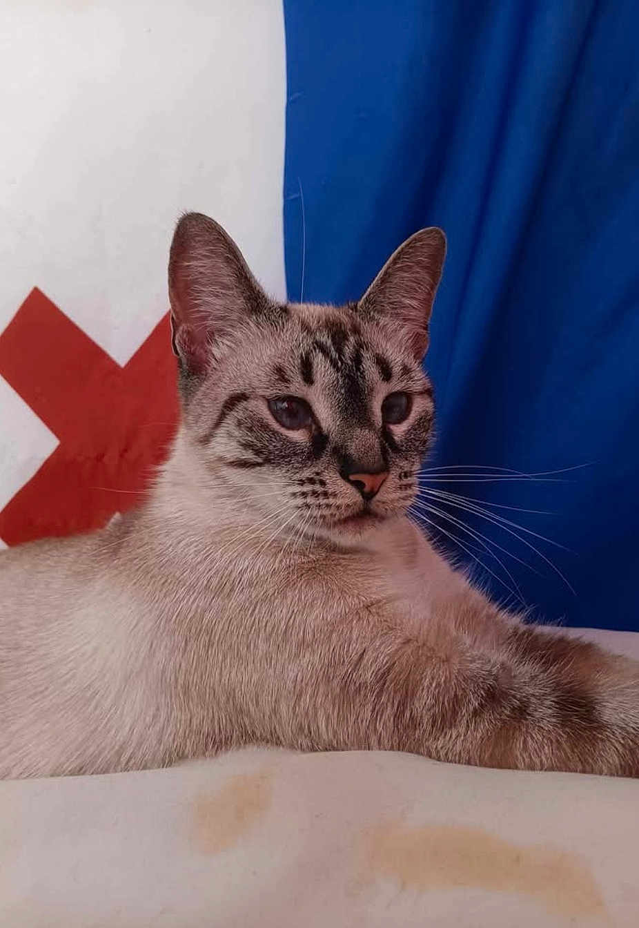 Snow-White is registered to the contest to win money with this photo: cat, feline, animal, pet, whiskers, ears, fur, relaxed, indoor, portrait, closeup, mammal, domestic, resting, cute, tabby, striped, face, blue_background, white_background