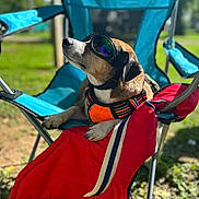 Brody joined the competition — help win amazing prizes! dog, beagle, sunglasses, goggles, harness, camping_chair, folding_chair, red_jacket, outdoors, grass, sunny, portrait, close_up, paws, muzzle, pet, relaxed, shade, metal_frame, seat