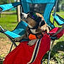 dog, beagle, sunglasses, goggles, harness, camping_chair, folding_chair, red_jacket, outdoors, grass, sunny, portrait, close_up, paws, muzzle, pet, relaxed, shade, metal_frame, seat