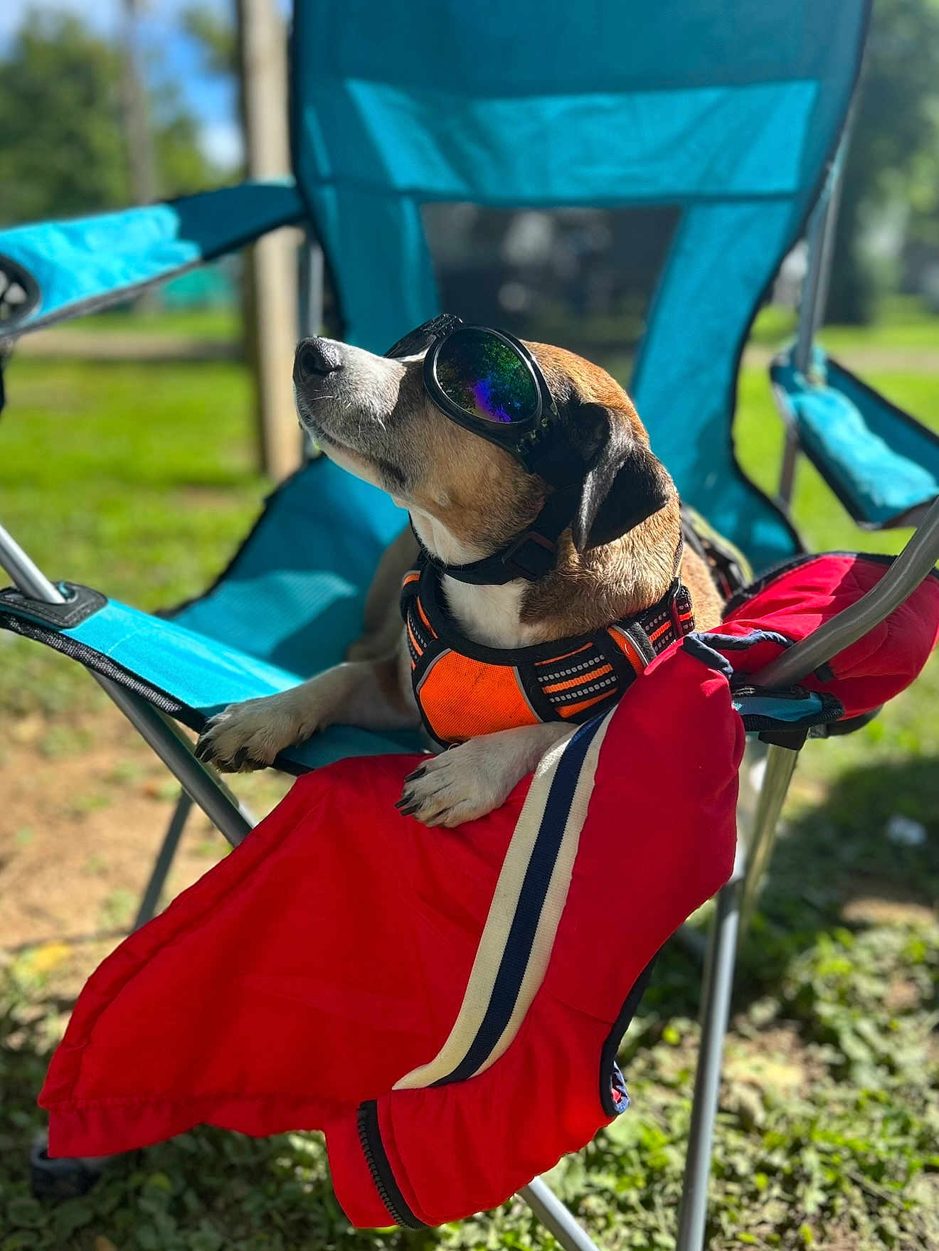 Brody joined the competition — help win amazing prizes! dog, beagle, sunglasses, goggles, harness, camping_chair, folding_chair, red_jacket, outdoors, grass, sunny, portrait, close_up, paws, muzzle, pet, relaxed, shade, metal_frame, seat