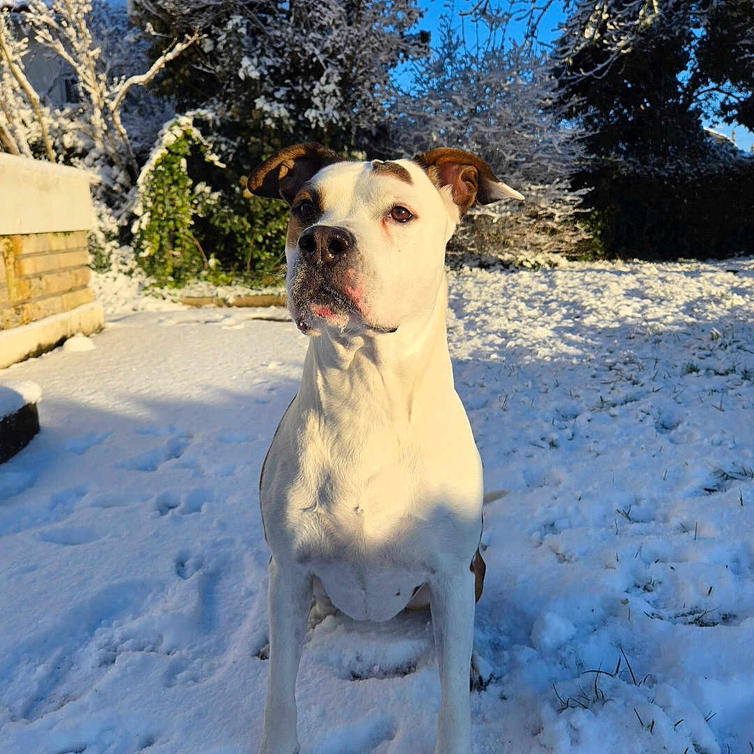 Jäger a rejoint le concours — aidez-le/la à gagner de superbes lots ! dog, snow, outdoor, winter, sunlight, blue_sky, tree, animal, pet, nature, backyard, white, brown, fur, portrait, sitting, grass, shadow, daylight, quiet