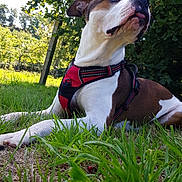 Jäger a rejoint le concours — aidez-le/la à gagner de superbes lots ! dog, canine, pet, animal, outdoor, grass, greenery, harness, nature, sunlight, playful, tongue, relaxing, summer, daytime, mammal, fur, snout, ears, leisure