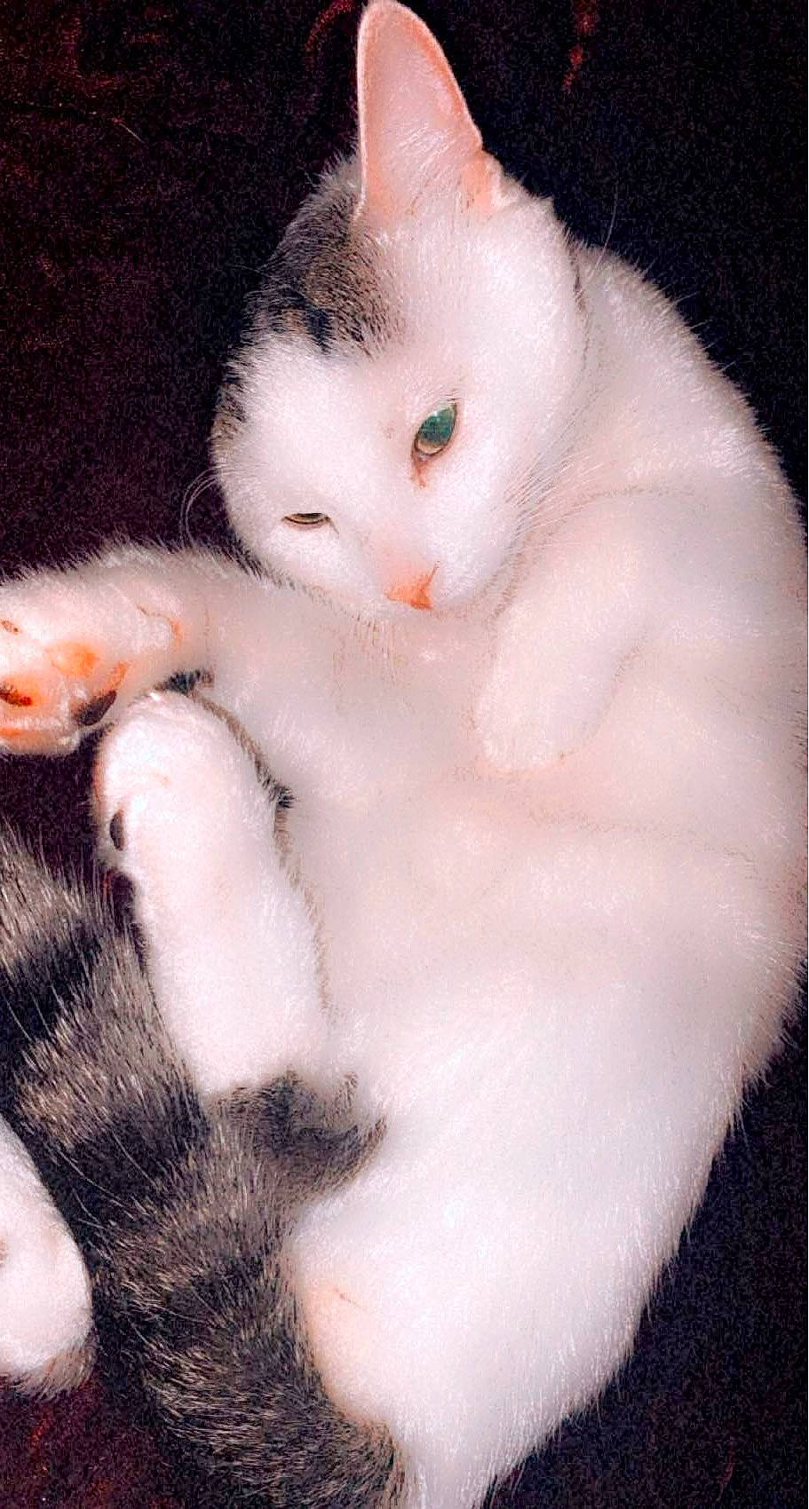 Dasher is registered to the contest to win money with this photo: art, carnivore, cat, chest, claw, domestic_short_haired_cat, ear, eyelash, fawn, felidae, fur, nail, paw, rectangle, small_to_medium_sized_cats, snout, tail, terrestrial_animal, whiskers