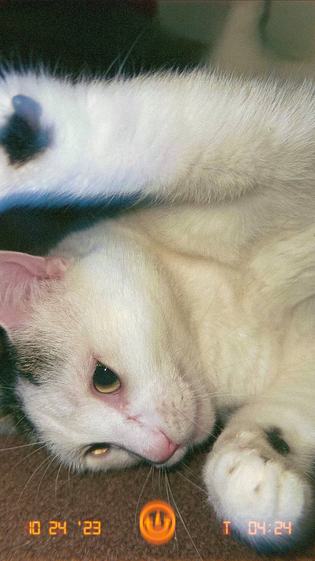 Dasher is registered to the contest to win money with this photo: carnivore, cat, claw, close_up, comfort, domestic_short_haired_cat, fawn, felidae, fur, nap, paw, small_to_medium_sized_cats, snout, tail, terrestrial_animal, whiskers