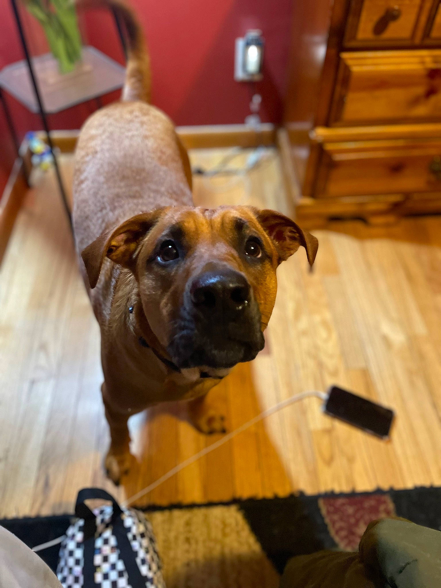 Axel joined the competition — help win amazing prizes! canidae, carnivore, collar, companion_dog, dog, dog_breed, fawn, floor, flooring, hardwood, houseplant, liver, pet_supply, snout, sporting_group, terrestrial_animal, varnish, wood, working_animal, working_dog