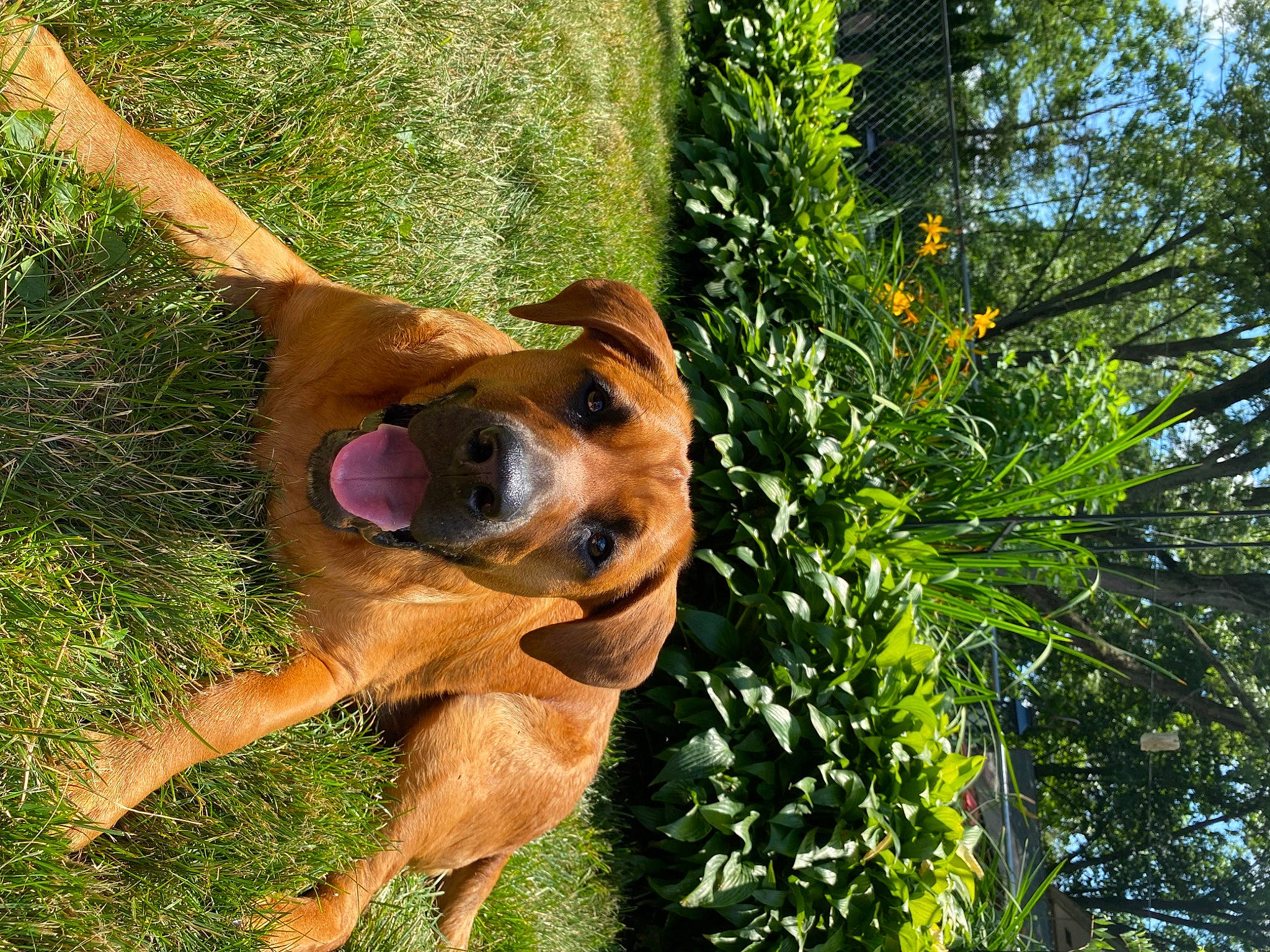 Axel joined the competition — help win amazing prizes! canidae, carnivore, companion_dog, dog, dog_breed, fawn, flower, grass, paw, plant, snout, sporting_group, street_dog, tail, terrestrial_animal, tree, twig, wildlife, working_animal, working_dog