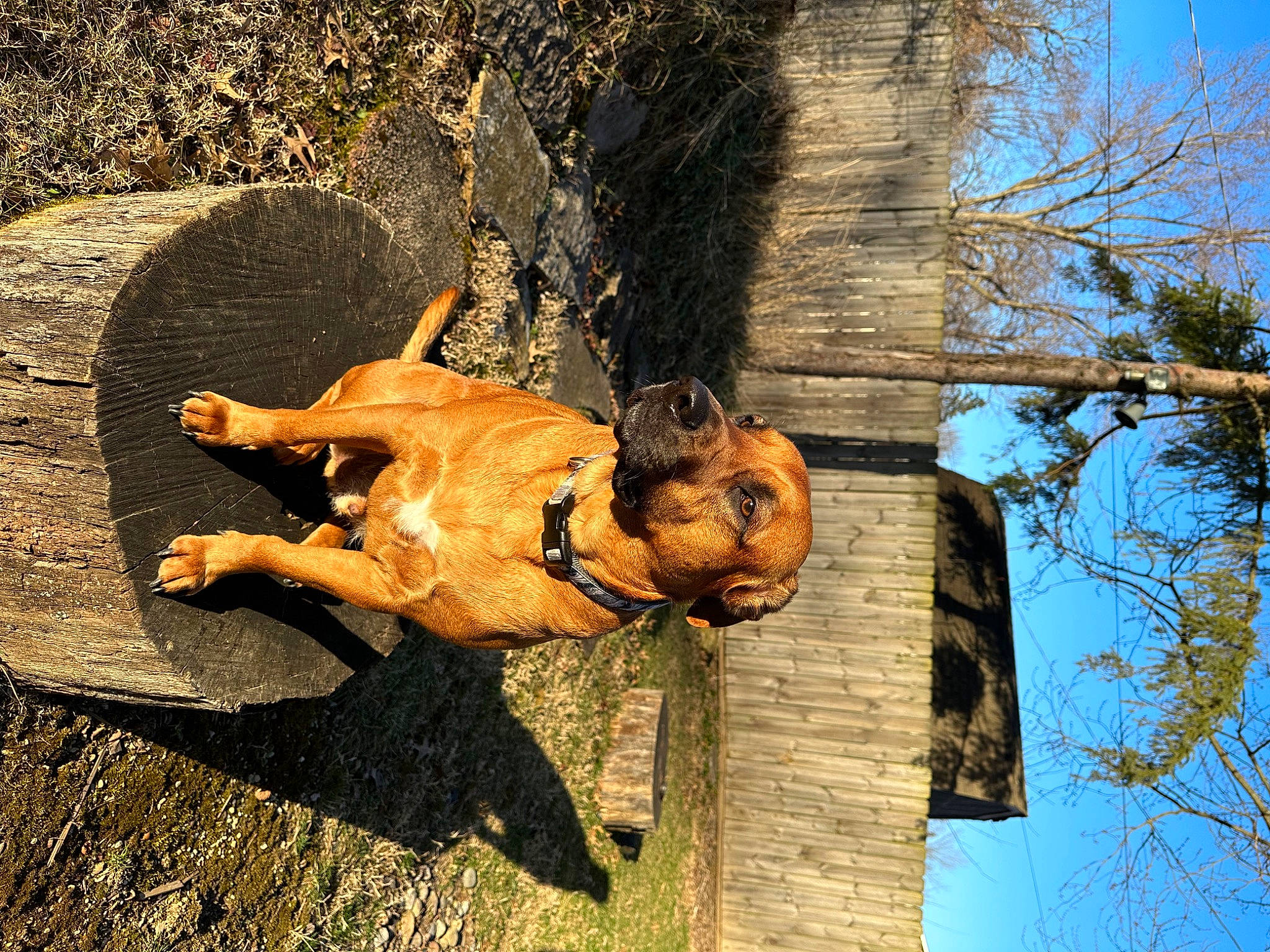 Axel is registered to the contest to win money with this photo: art, canidae, carving, chainsaw_carving, felidae, grass, plant, rock, sculpture, shadow, sky, sporting_group, tail, terrestrial_animal, tree, trunk, twig, visual_arts, wood, working_animal