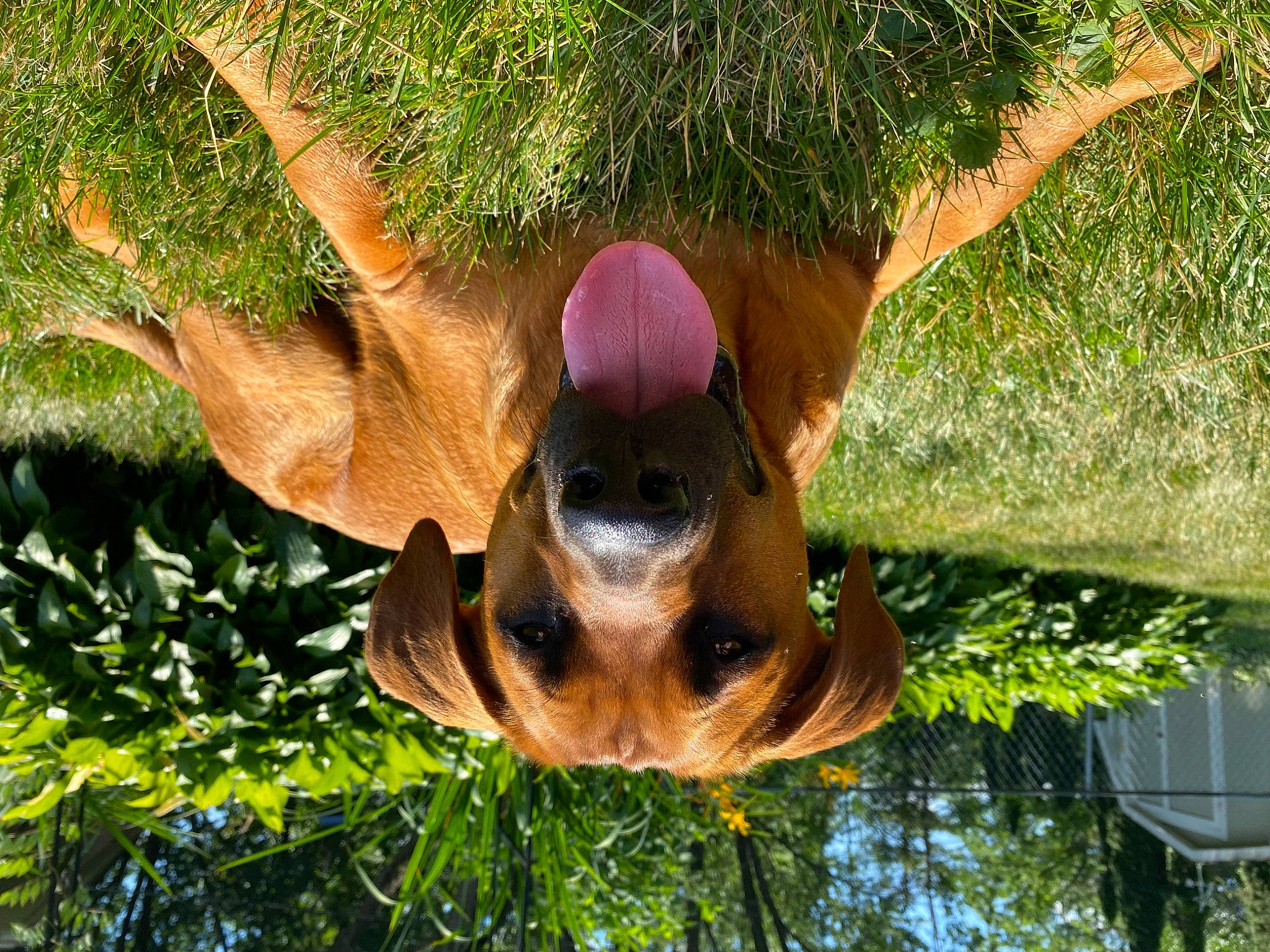 Axel is registered to the contest to win money with this photo: botany, carnivore, dog_breed, fawn, grass, hat, liver, natural_material, organism, plant, snout, sporting_group, sunglasses, terrestrial_animal, terrestrial_plant, tree, trunk, vegetation, wildlife, wood