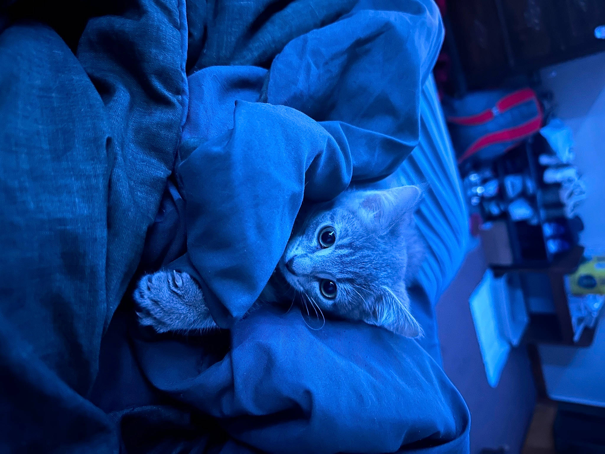 Milo joined the competition — help win amazing prizes! carnivore, cat, comfort, darkness, denim, domestic_short_haired_cat, electric_blue, felidae, fur, grey, linens, night, plant, purple, room, sculpture, sleeve, small_to_medium_sized_cats, tree, whiskers