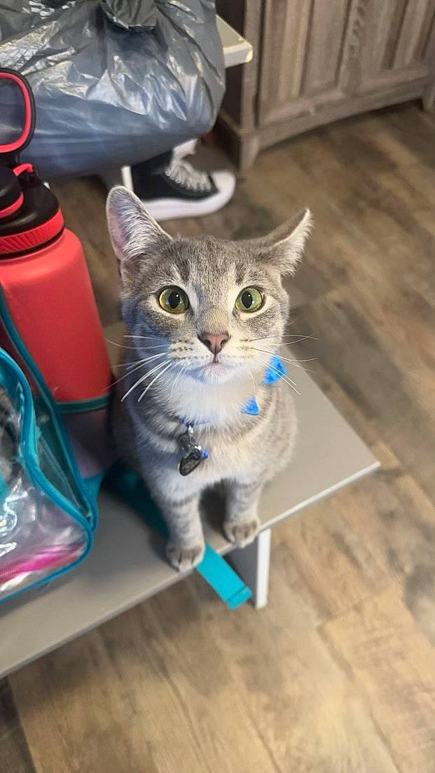 Milo is registered to the contest to win money with this photo: bottle, box, carnivore, cat, cat_supply, domestic_short_haired_cat, electric_blue, felidae, flooring, fur, hardwood, laminate_flooring, pet_supply, plastic_bottle, small_to_medium_sized_cats, snout, tail, water_bottle, whiskers, wood