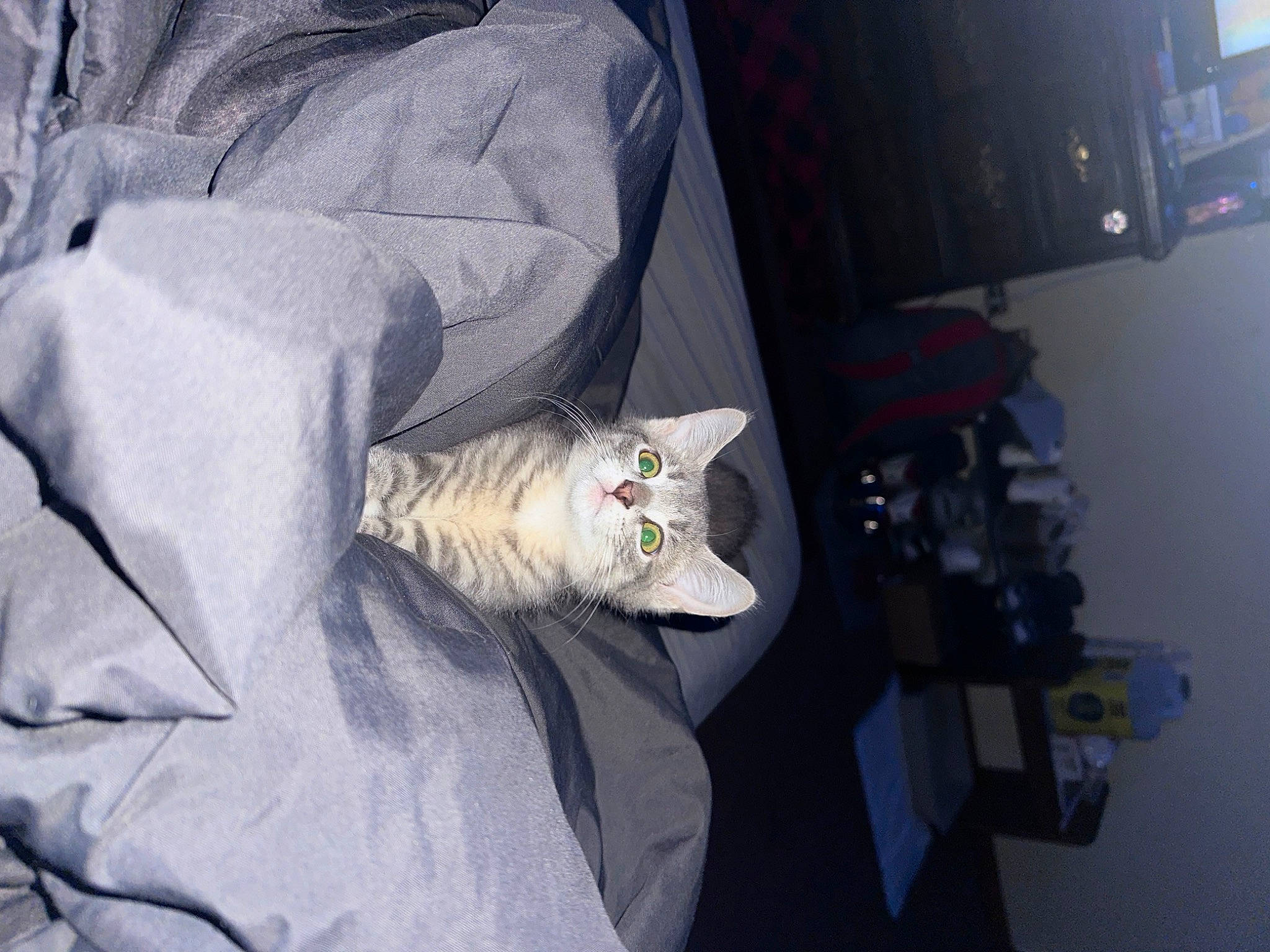 Milo joined the competition — help win amazing prizes! carnivore, cat, comfort, domestic_short_haired_cat, felidae, fur, grey, linens, room, sleeve, small_to_medium_sized_cats, television, vehicle_door, whiskers