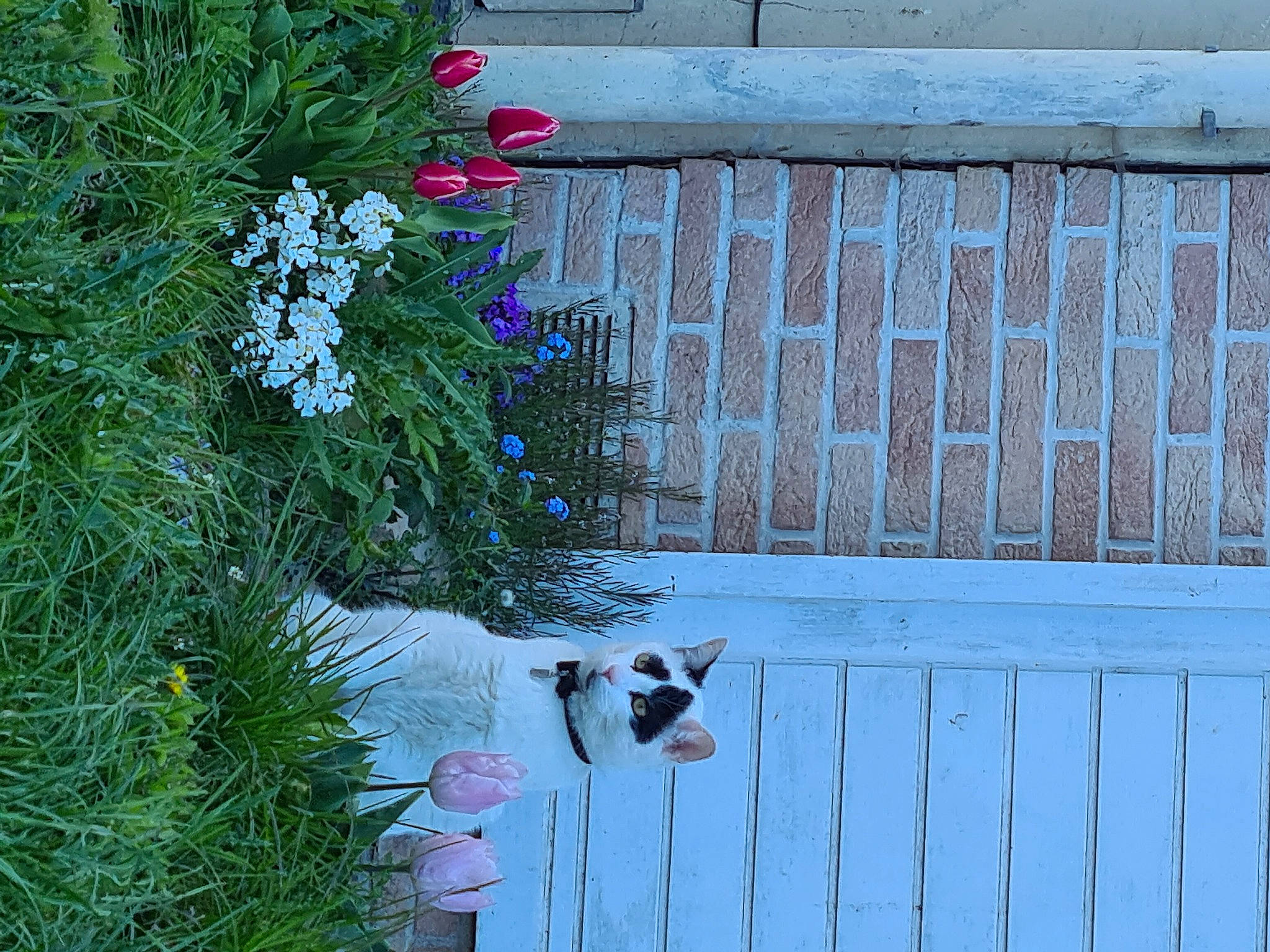 Snoupy a rejoint le concours — aidez-le/la à gagner de superbes lots ! annual_plant, building, facade, fence, flower, flowering_plant, freezing, grass, groundcover, herbaceous_plant, home_fencing, house, petal, plant, shrub, siding, snow, tree, winter, wood