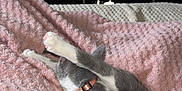Uma participe au concours pour gagner de l'argent avec cette photo : animal, blanket, cat, couch, cozy, fluffy_blanket, furniture, gray_cat, home, indoor, living_room, pet, pink_blanket, pink_collar, relaxing, screen, soft_texture, stretching, television, white_cat