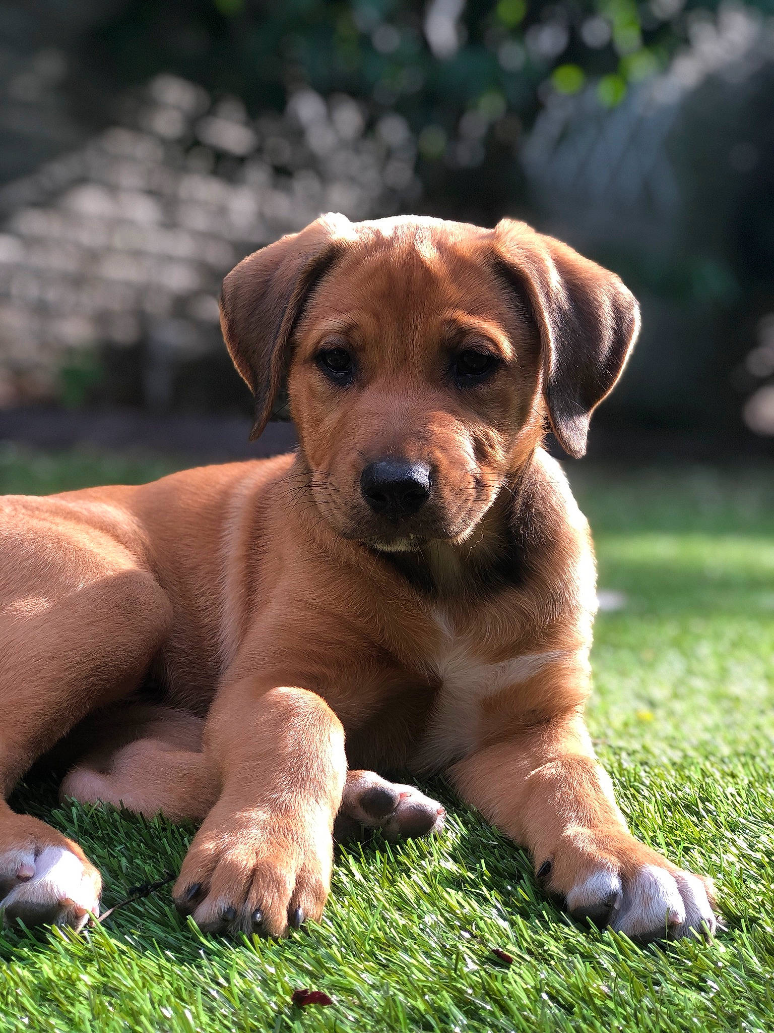 Taya a rejoint le concours — aidez-le/la à gagner de superbes lots ! canidae, carnivore, companion_dog, dog, dog_breed, fawn, foot, grass, gun_dog, hunting_dog, liver, skin, snout, sporting_group, tan, terrestrial_animal, whiskers, working_animal, working_dog