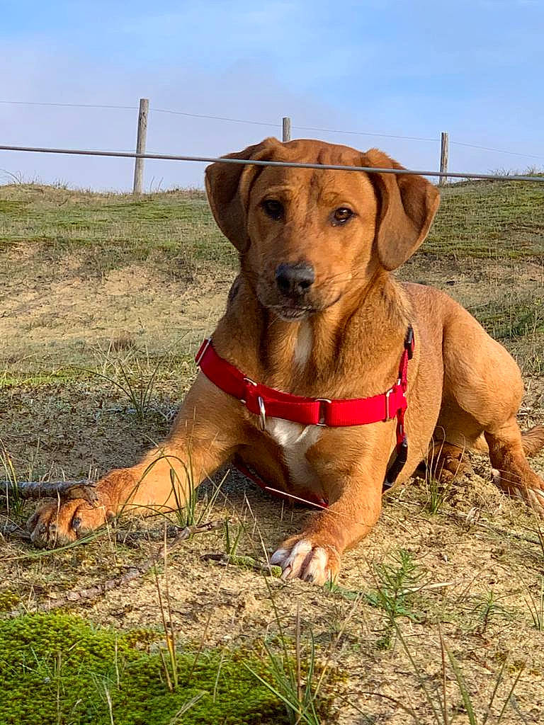 Taya a rejoint le concours — aidez-le/la à gagner de superbes lots ! canidae, carnivore, collar, companion_dog, dog, dog_breed, dog_collar, dog_supply, fawn, hunting_dog, leash, liver, mammal, pasture, pet_supply, pointing_breed, prairie, snout, sporting_group, working_animal