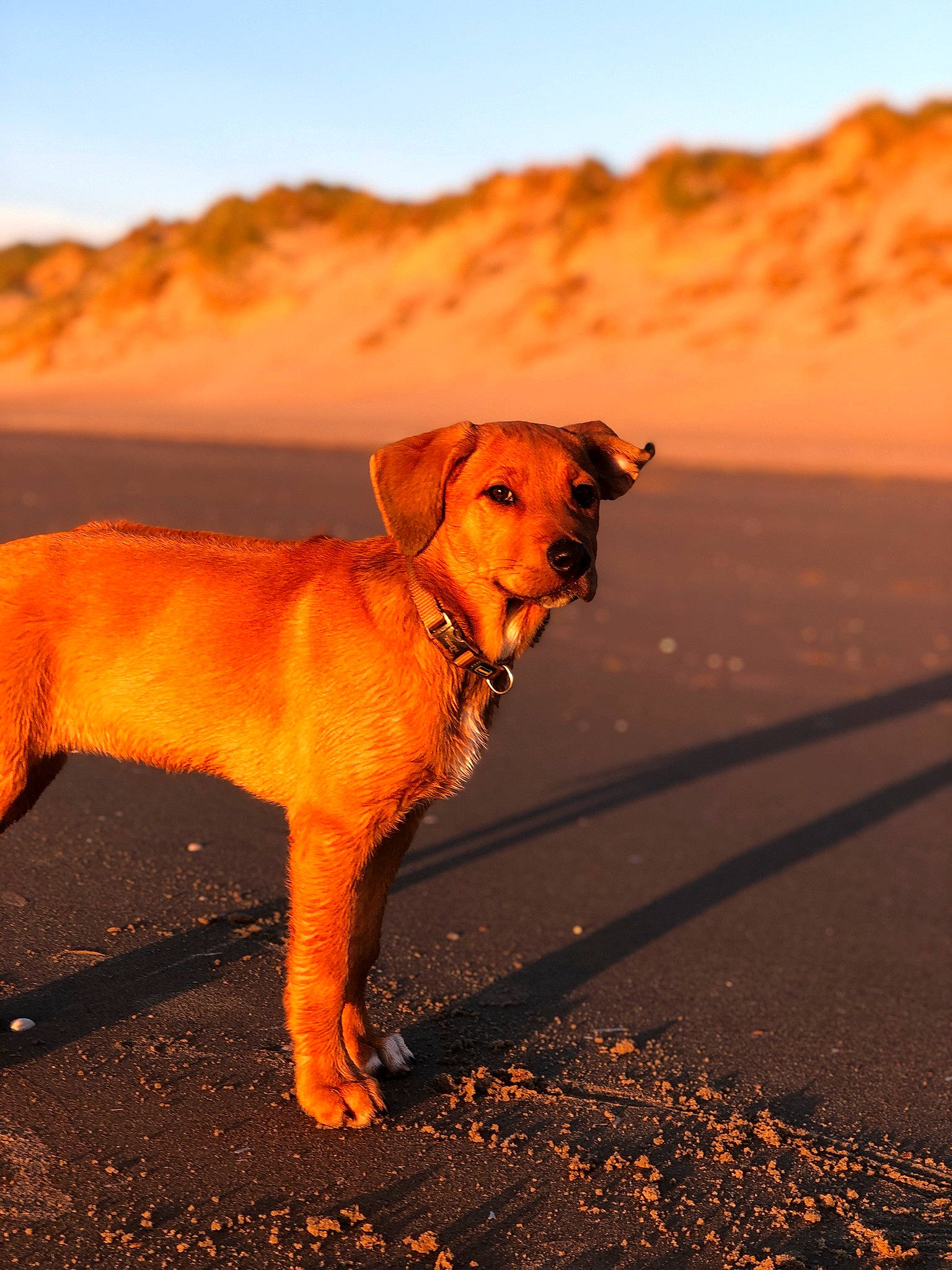 Taya a rejoint le concours — aidez-le/la à gagner de superbes lots ! canidae, carnivore, collar, companion_dog, dog, dog_breed, dog_collar, evening, fawn, mammal, morning, orange, pet_supply, snout, sporting_group, sunlight, sunrise, sunset, tail, working_animal