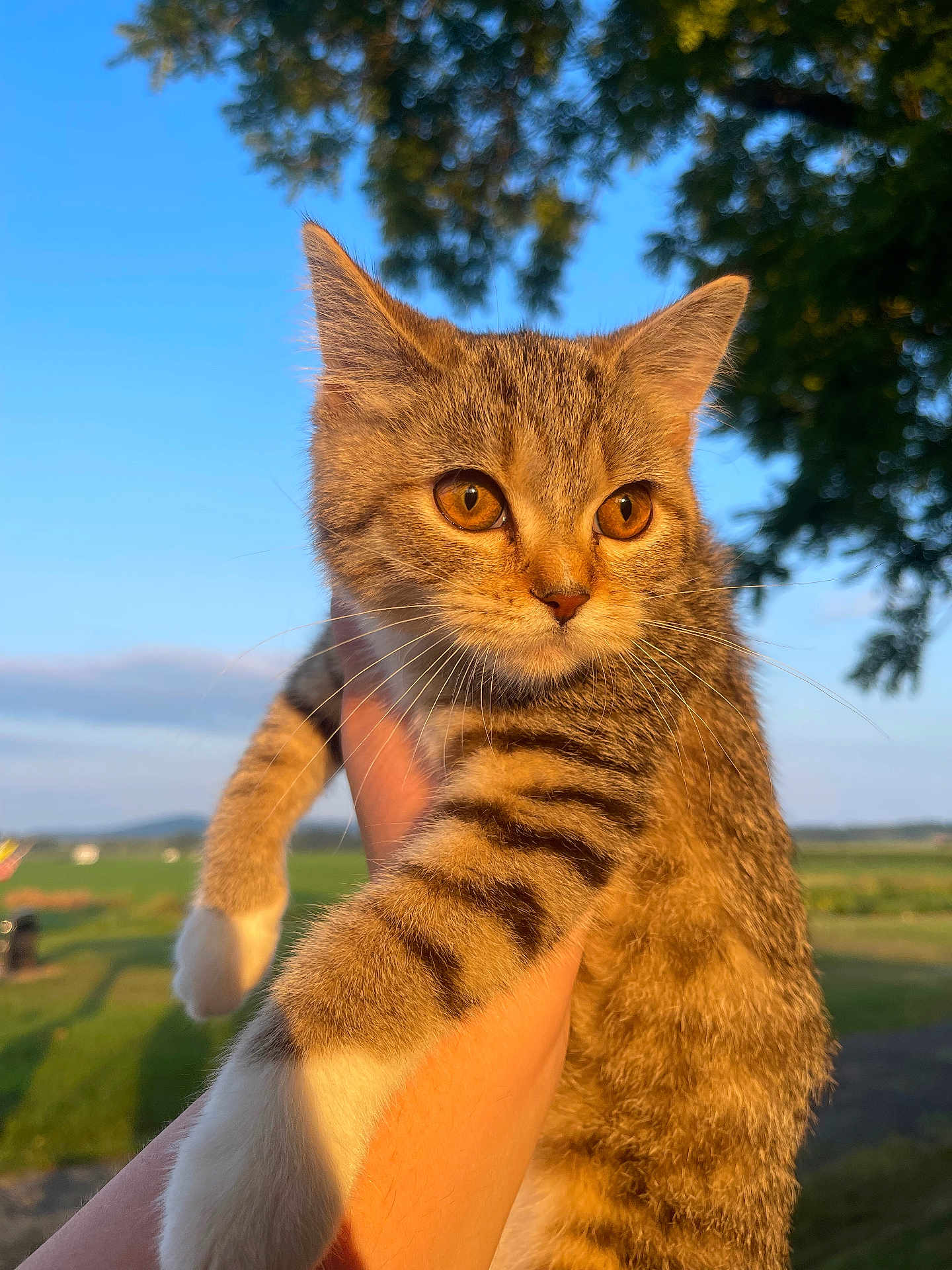 Juno