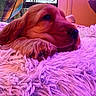 dog, puppy, golden_retriever, fluffy_blanket, purple_lighting, indoor, window, tree, chair, relaxed, cute, pet, animal, cozy, soft_texture, resting, closeup, pink_light, home, calm