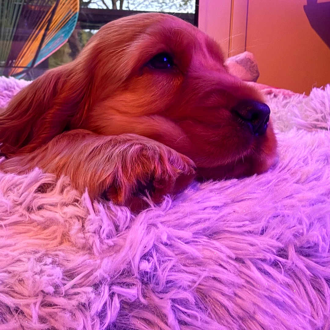 Benson participe au concours pour gagner de l'argent avec cette photo : dog, puppy, golden_retriever, fluffy_blanket, purple_lighting, indoor, window, tree, chair, relaxed, cute, pet, animal, cozy, soft_texture, resting, closeup, pink_light, home, calm
